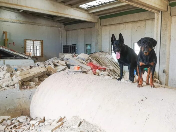 Pastore tedesco cane da soccorso